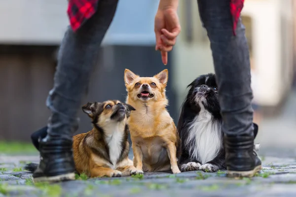 Молода жінка дає команду трьом маленьким собакам — стокове фото