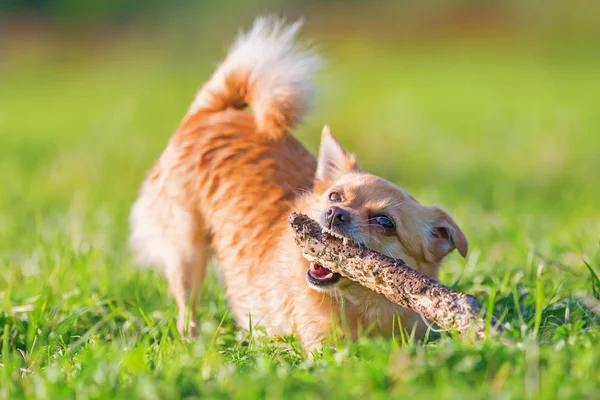 Chihuahua avec un bâton dans le museau — Photo