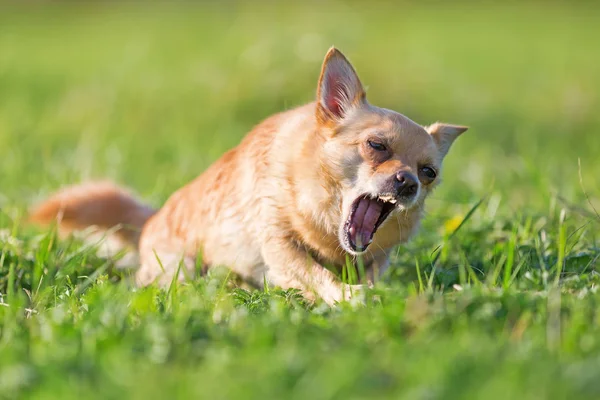 Chihuahua yace en el prado y ladra —  Fotos de Stock