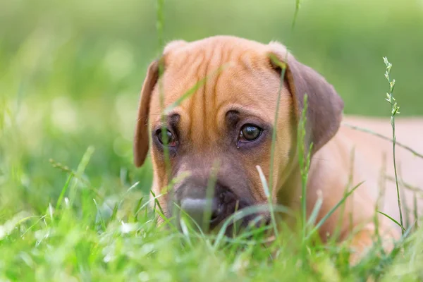 ローデシアン ・ リッジバックの子犬にある草の中 — ストック写真