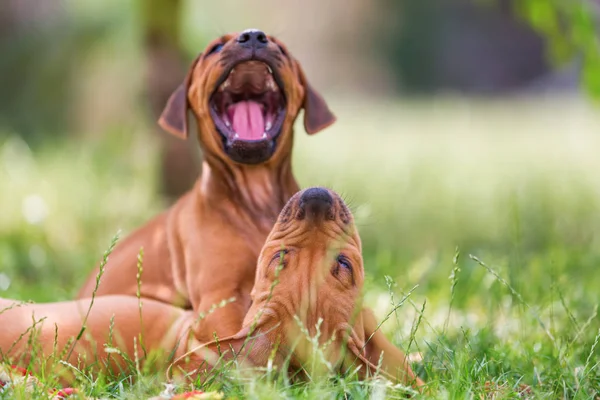 Szczeniaki Rhodesian ridgeback na łące — Zdjęcie stockowe