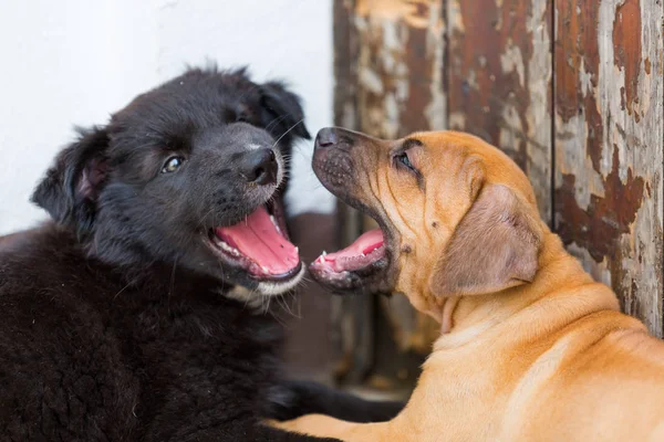 Deux chiots jouant ensemble — Photo