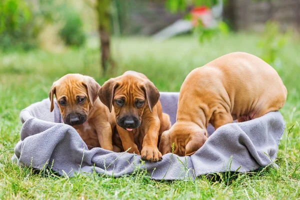 Rhodesian ridgeback kölykök ül a kosárban — Stock Fotó