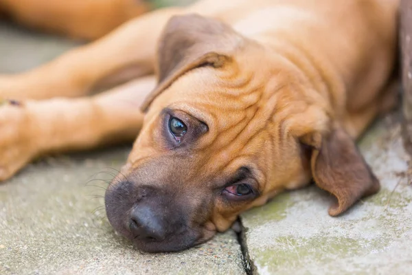 Rhodesian ridgeback filhote de cachorro fica no chão — Fotografia de Stock