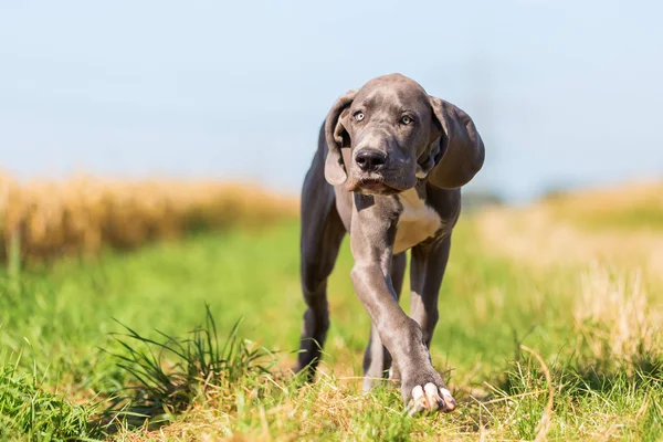 Grande cachorro dinamarquês corre em um caminho de país — Fotografia de Stock