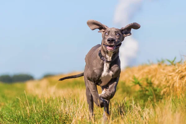 Dog niemiecki szczeniak biegi na ścieżce kraju — Zdjęcie stockowe