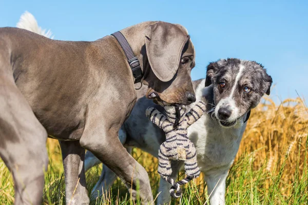 Gran cachorro danés y pastor australiano jugando al aire libre —  Fotos de Stock