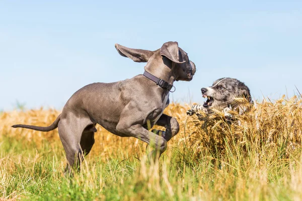 Gran cachorro danés y pastor australiano jugando al aire libre —  Fotos de Stock