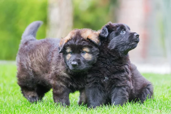 Dos viejos cachorros pastores alemanes en el césped — Foto de Stock