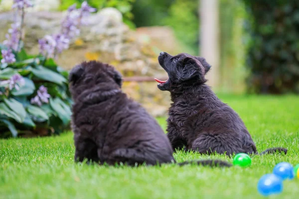 Dos viejos cachorros pastores alemanes en el césped —  Fotos de Stock