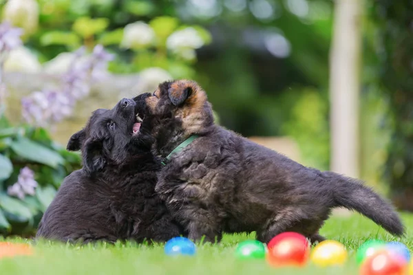 两个老的德国牧羊犬幼犬在草坪上 — 图库照片