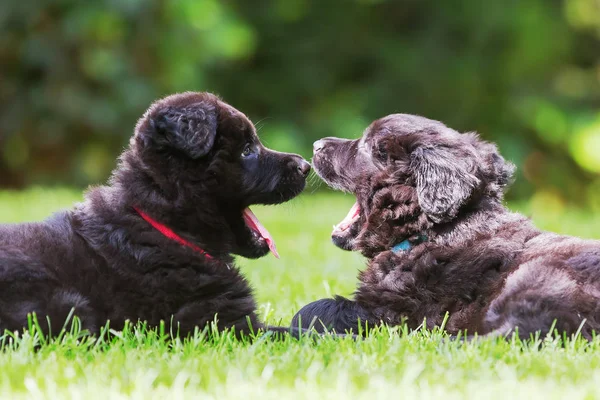 Dois velhos cachorros pastor alemão no gramado — Fotografia de Stock
