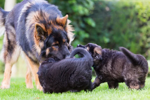 成人老德国牧羊犬和小狗在花园里玩 — 图库照片