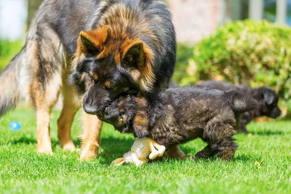 大人の古いジャーマン ・ シェパード犬と子犬が一緒に遊ぶ — ストック写真