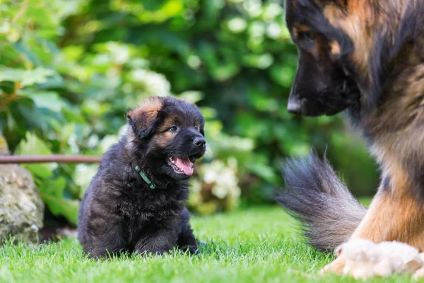 Régi német juhász kiskutya és egy felnőtt kutya a kertben — Stock Fotó