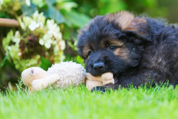 eski bir Alman çoban köpek yavrusu portresi