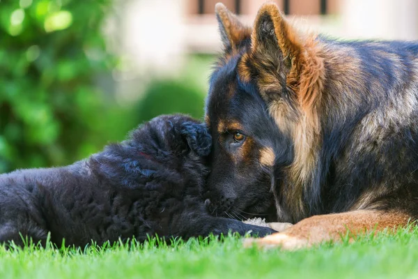 Yetişkin Alman çoban köpek bir köpek yavrusu ile kucaklamaları