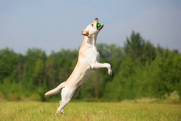 Labrador jumps for a ball — Stock Photo, Image