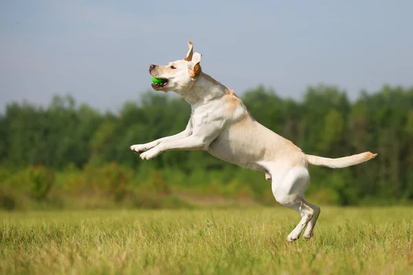 Labrador skacze na bal — Zdjęcie stockowe