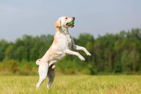 Лабрадор прыгает за мячом — стоковое фото