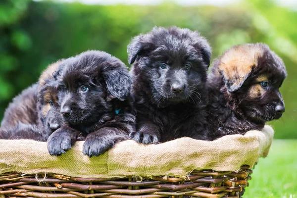 Old German shepherd puppies sitting in a basket — Stock Photo, Image