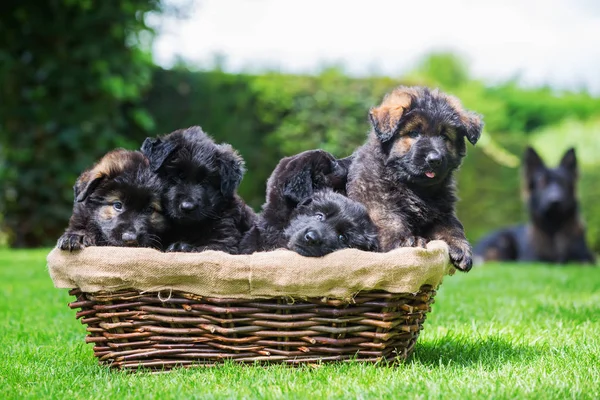 Old German shepherd puppies sitting in a basket — Stock Photo, Image