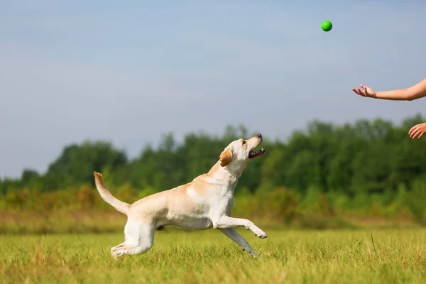 Mulher madura brinca com um labrador ao ar livre — Fotografia de Stock