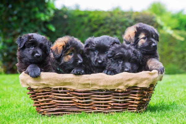 Old German shepherd puppies in a basket — Stock Photo, Image