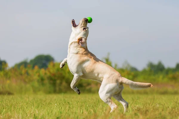 Labrador salta por una pelota — Foto de Stock