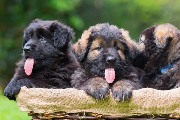 Old German shepherd puppies in a basket — Stock Photo, Image