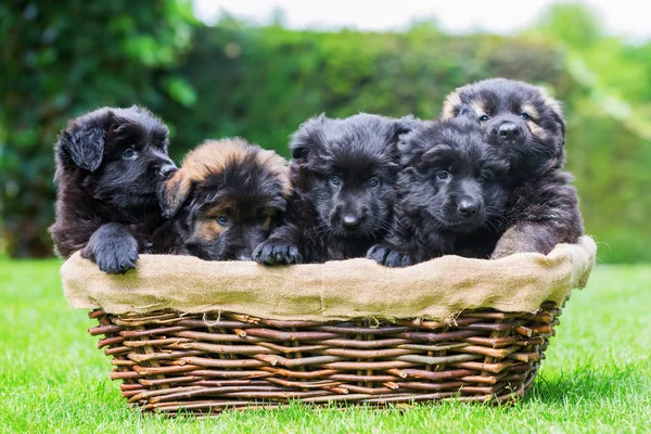 Viejo pastor alemán cachorros en una cesta —  Fotos de Stock