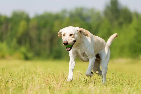 Labrador läuft auf der Wiese — Stockfoto