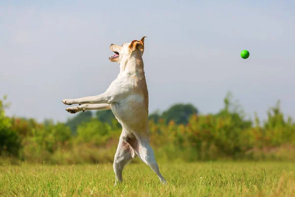 Labrador salta por una pelota — Foto de Stock