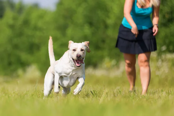 Mature femme joue avec un labrador à l'extérieur — Photo