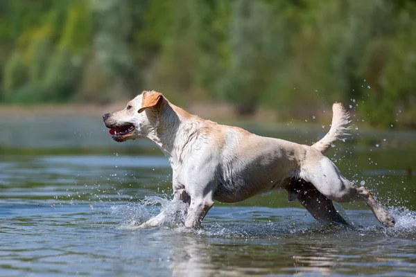 Labrador runs in a lake — Stock Photo, Image