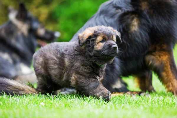 古いジャーマン ・ シェパード子犬の肖像画 — ストック写真