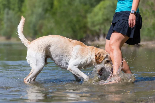 Olgun kadın gölde bir labrador çalış