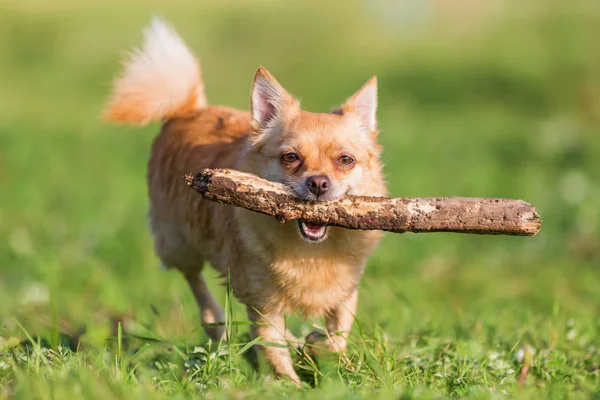 Chihuahua avec un bâton dans le museau — Photo