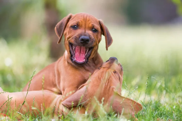 ローデシアン ・ リッジバック子犬の牧草地 — ストック写真