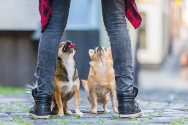 iki sevimli küçük köpek bir Arnavut kaldırımlı yolda