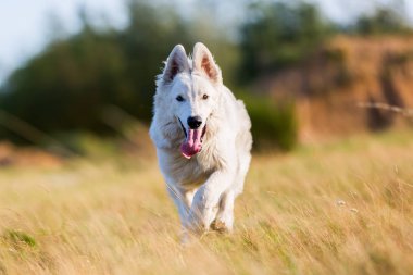çayır üzerinde çalışan beyaz Alman kurdu