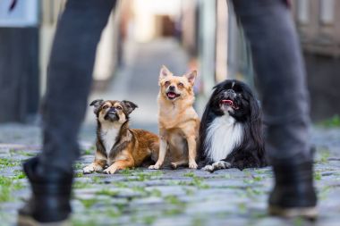 üç sevimli küçük köpek bir Arnavut kaldırımlı yolda