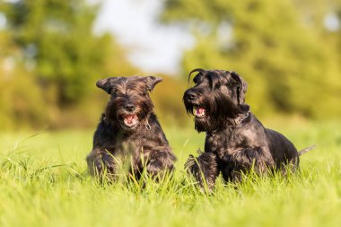 çayır üzerinde çalışan iki standart schnauzer