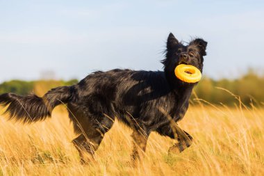 Harzer Fuchs - Australian Shepherd hybrid