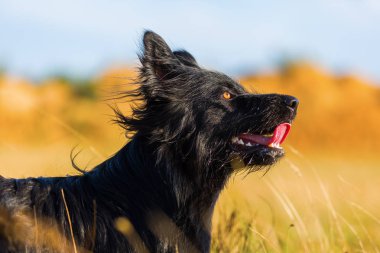 Harzer Fuchs - Avustralya Shpherd hibrid portresi