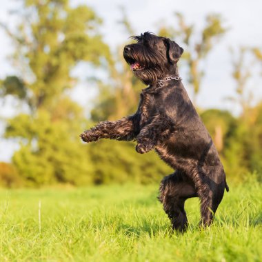 sevimli siyah standart schnauzer ayağa kalkar