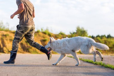 adam beyaz Alman kurdu ile çalış