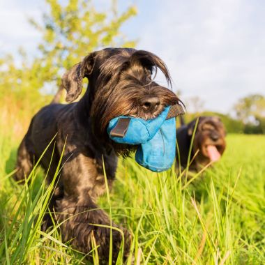 Standart schnauzer çayır on bir tedavi çanta ile yürüyüş