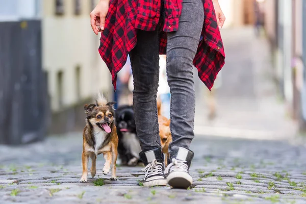 Молода жінка гуляє з трьома милими собаками в місті — стокове фото