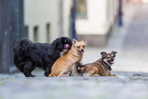 Portrait of three cute small dogs on a cobblestone road — Stock Photo, Image